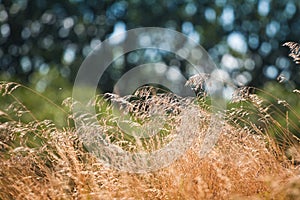 Stems of wild dry grass with seeds wave in tender summer wind, beautiful, warm direct sunlight, cool blurred forest background