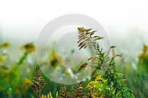 Stems of a wild flower, wet from morning fog, selective focus. landscape photo layout