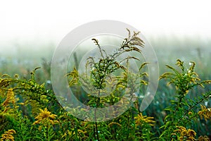 Stems of a wild flower, wet from morning fog, selective focus. landscape photo layout