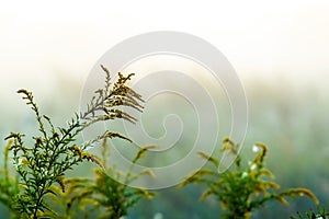 Stems of a wild flower, wet from morning fog, selective focus. landscape photo layout