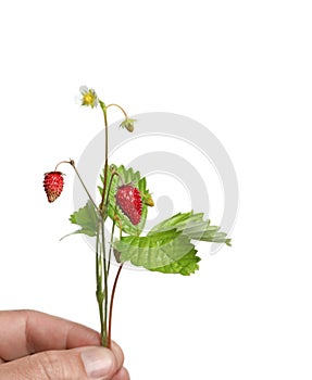 Stems of wild strawberry with berries, green leaves and flower  on white