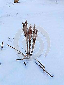 stems withered from frost winter dry thickets