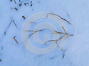 stems withered from frost winter dry thickets