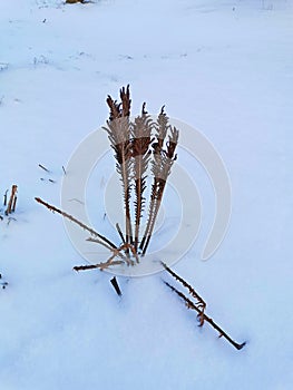 stems withered from frost winter dry thickets