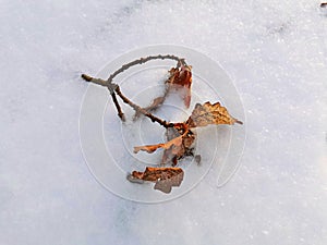 stems withered from frost winter dry thickets