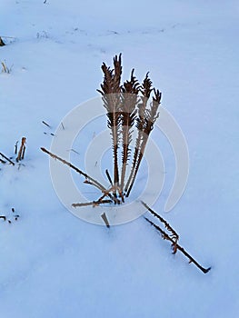 stems withered from frost winter dry thickets