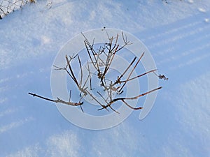 stems withered from frost winter dry thickets