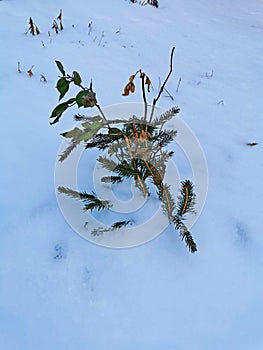 stems withered from frost winter dry thickets