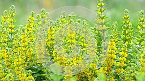 Stems of yellow blooming swaying lysimachia punctata on sunny summer day