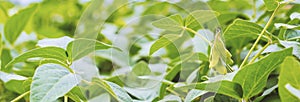 Stems of young green soybean plants during the period of active growth with immature pods against the background of a soybean fiel