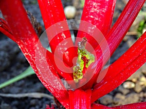 Stems and a young Swiss chard leaf on a dark ground background