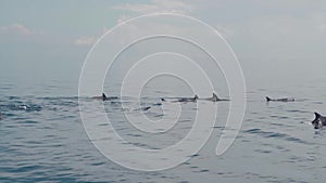 Stenellalongirostris dolphins jumping out of the water