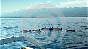 The Stenellalongirostris family of dolphins that jump out of the water in the open, clear sea