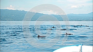 The Stenellalongirostris family of dolphins that jump out of the water in the open, clear sea