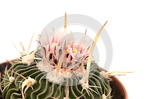Stenocactus multicostatus, the brain cactus, small cactus with unusual wavy ribs photo