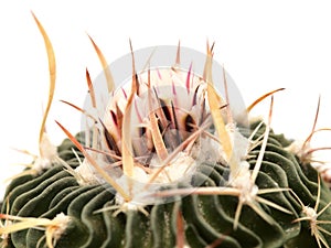Stenocactus multicostatus, the brain cactus, small cactus photo