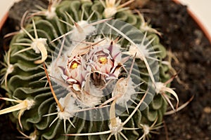 Stenocactus multicostatus, the brain cactus, small cactus photo