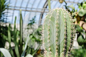 Stenocereus Cactus