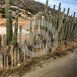 Stenocereus griseus cactus