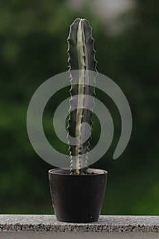 Stenocereus Pruinosus Cactus in pot: Natural green background