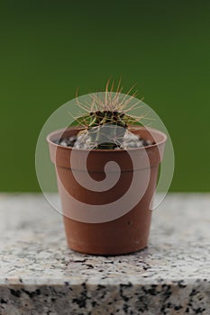 Stenocereus Thurberi Cactus in pot: Natural green background