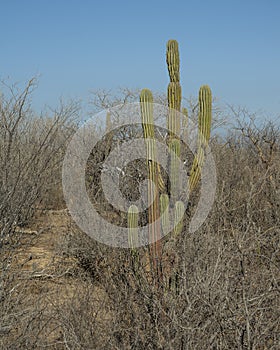 Stenocereus thurberi, the organ pipe cactus, in the desert of Cabo San Lucas.