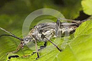 Stenocorus meridianus