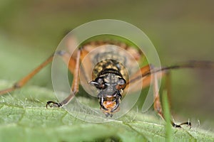 Stenocorus meridianus longhorn beetle