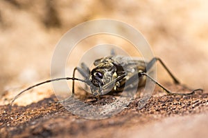 Stenocorus meridianus longhorn beetle preening