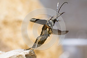 Stenocorus meridianus longhorn beetle taking flight