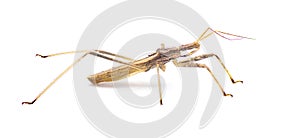 Stenopoda spinulosa is a flying assassin bug in the family Reduviidae. Isolated on white background side profile view