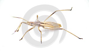 Stenopoda spinulosa is a flying assassin bug in the family Reduviidae. Isolated on white background side top view