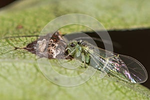 Stenopsocus stigmaticus bark louse eating bird dropping