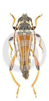 Stenopterus rufus