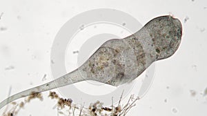 Stentor or trumpet animalcules is filter-feeding, heterotrophic protozoan ciliate. Microorganism fastening and stretching out