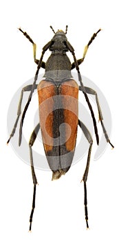 Stenurella melanura