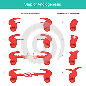 Step of Angiogenesis. Illustration. photo