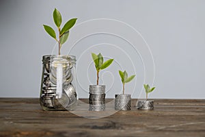 Step of coins stacks with tree growing on top