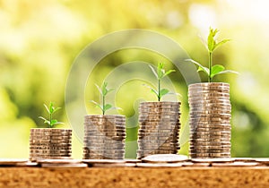 Step of coins stacks with tree growing on top, nature background, money, saving and investment or family planning concept, over su