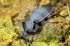 A step Coleoptera