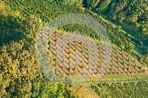 Step Dolcetto grapes vines in vineyard of Piedmont wine region of northeast Italy