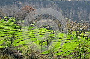 Step farming in district of Kangra, himachal prad