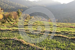 Step farming of wheat in Hilly state Himachal in India