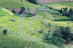 step of field rice in thailand