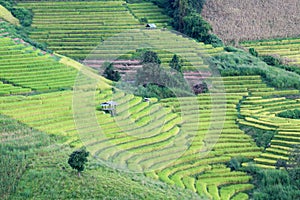 step of field rice in thailand