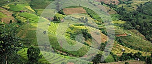 step of field rice in thailand