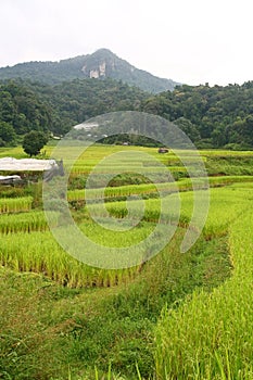 Step paddy field, Thailand