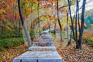 The step path in beautiful fall forests in Lao Bian Gou scenic spot