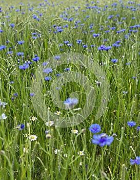 meadow full of cornflowers