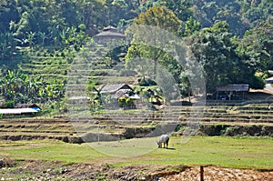 Step-Rice field in Thailand